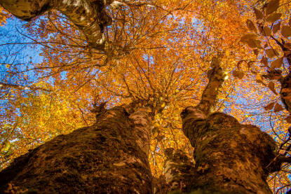 Autumn forest tree with leaves and sky Jesenje šumsko drvo sa lišćem i nebom