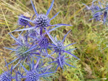 Biljka plavi kotrljan Biljka plavi kotrljan (latinski naziv Eryngium Amethystinum)
Plavi kotrljan pripada porodici štitarka (latinski Apiaceae).
Raste u Jugoistočnoj Evropi, na suvim i kamenitim područjima, do 1.600 metara