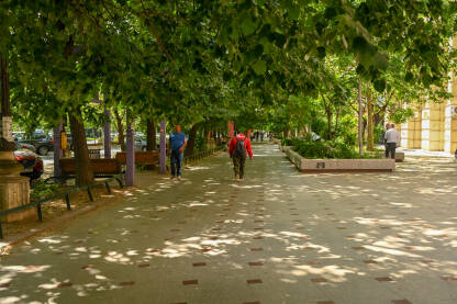 Gradsko zelenilo. Ulice u glavnom gradu Rumunije. Urbano zelenilo. Drveće na ulici.