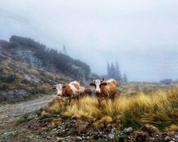 Dvije odrasle krave na planini, magla oko njih Krave na ispaši.
Planina Vranica.