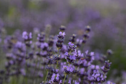 Lavanda u punom cvatu