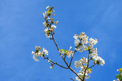 Bijeli cvjetovi višnje. Stablo višnje u cvatu u voćnjaku. Prunus cerasus. Krupni plan behara na drvetu u proljeće. Behar.