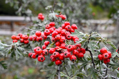 Mediteranska mušmula ili Azorski glog. Mediteranska mušmula ili Azorski glog. Divlje voće. Crataegus azarolus.