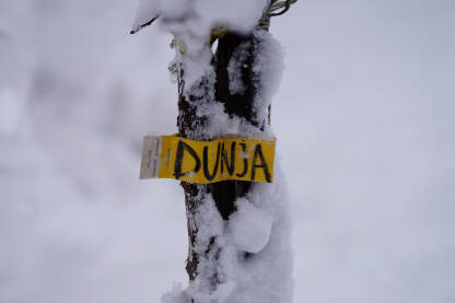 Sadnica dunje Sadnica dunje pod snijegom.