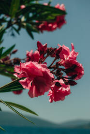 Cvijet Oleander Fotografija Oleandera napravljena u Tivtu, Crna Gora.