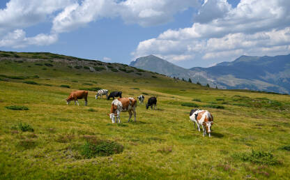 Grupa krava pase na planini. Krdo krava pase travu na brdu.