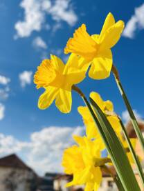 Narcis Narcis, proljetni cvijet