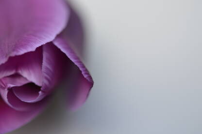 sstulipviolet2_DSC0734.JPG Ljubičasti tulipan na sivoj podlozi. Idealno za čestitke i slično