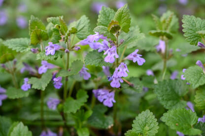Biljka Puzava dobričica raste na šumskom tlu. Biljka Puzava dobričica raste na šumskom tlu. Glechoma hederacea. Biljka sa zelenim listovima i ljubičastim cvjetovima.