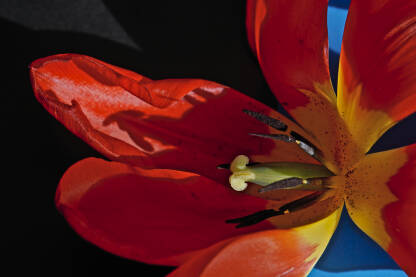 Tulipan Makro pikaz tulipana, tučak