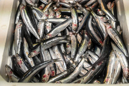 Svježe sardine u ribarnici. Svježe sardine na ribarnici. Sirova riba na prodaju na pijaci.