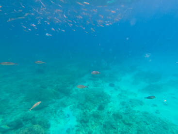 Jato riba pliva u moru iznad kamenitog i pjeskovitog morskog dna. Podvodni snimak na grupu riba.