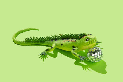 Igračka iguana gušter s disko kuglom na zelenoj pozadini. Igračka iguana gušter s disko kuglom na zelenoj pozadini.