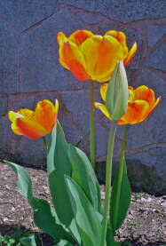 Žuti tulipani na proljeće u vrtu.