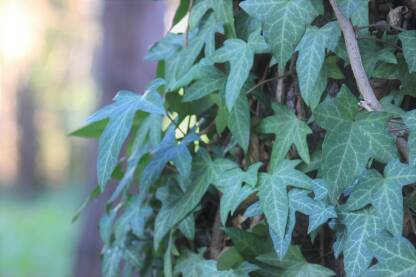 IMG_0297.JPG Bršljan krupni plan. Hedera helix. Tamno zeleni listovi bršljana.