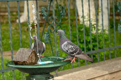Dva goluba na česmi. Ptice u gradu tokom ljeta. Osvježenje za životinje.