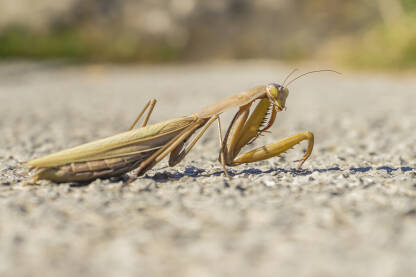 Bogomoljka obična, Mantis religiosa Bogomoljka, obična (Mantis religiosa), kukac žoharaš iz podreda bogomoljki (Mantodea). Glava joj je pomična, s velikim izbočenim očima.