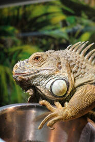 Iguana Iguana sa puno detalja