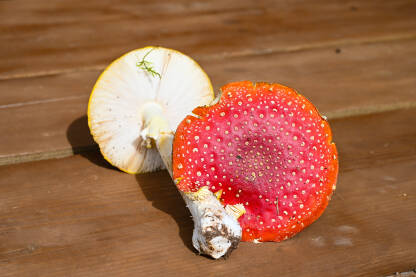 Otrovna gljiva muhara Otrovna gljiva muhara. Amanita muscaria.
