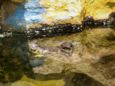 Kajman Kajman u Zoo vrtu (Caiman crocodilus)