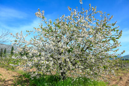 Behar na drvetu u proljeće. Višnja. Behar na drvetu u proljeće. Bijeli cvjetovi višnje. Stablo višnje u cvatu u voćnjaku. Prunus cerasus.