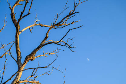 Suhe grane bez lišća na drvetu. Osušeno drvo.