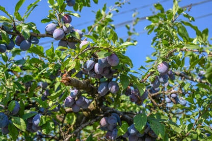 Šljive rastu na drvetu u voćnjaku. Zrele šljive spremne za berbu. Voćarstvo.