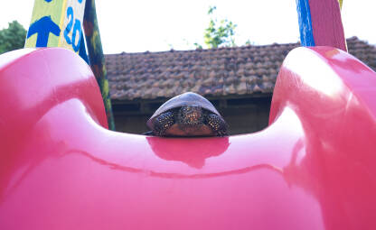 Kornjača, riječna mala kornjača, kornjača i igra