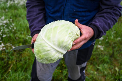Svježi kupus Farmer u rukama drži svježe ubrani kupus. Poljoprivrednik sa glavicom kupusa. Berba kupusa u polju. Proizvodnja domaće i organske hrane. Poljoprivreda.