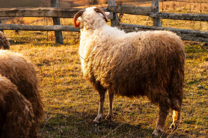 Na fotografiji je ovan u tornju.