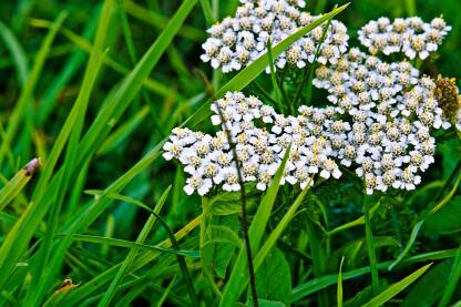 Hajdučka trava,(stolisnik,kunica) u zelenoj travi. Ljekovito bilje.