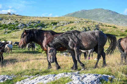 Krdo konja kod Livna, Bosna i Hercegovina. Grupa divljih konja u prirodi. Krdo konja kod Livna, Bosna i Hercegovina. Planina Cincar.
