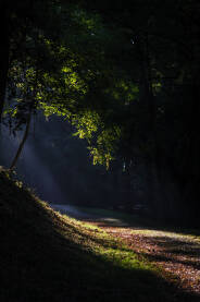 šuma u jutro Izlazak sunca u šumi.