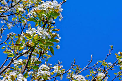 Behar na drveću u proljeće. Behar na voćkama u voćnjaku.