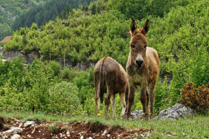 Dva magareta stoje na livadi i pasu travu