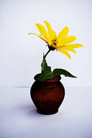 Žuti cvijet u vazi. Dekoracija na bijeloj podlozi.