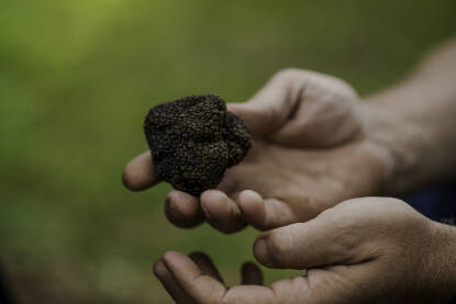 Crni tartuf Tuber melanosporum (crni tartuf)
T. aestivium (crni tartuf)
T. borchii (bijeli tartuf)
