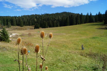 Planina Igman ljeti, Malo polje