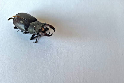 Jelenak (Lucanus cervus) je zaštićena vrsta u Hrvatskoj.