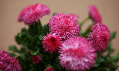 Roze hrizantema Roze hrizantema cvece, cvece sa zelenim listovima, braon pozadina