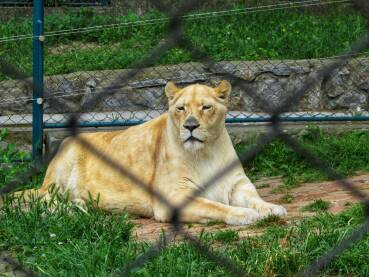 Lavica Lavica u beogradskom ZOO vrtu.