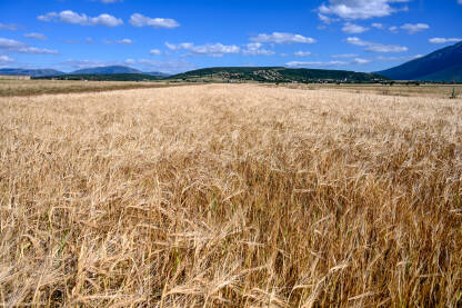 Livanjsko polje Livanjsko polje, Bosna i Hercegovina. Žitarice rastu u polju.