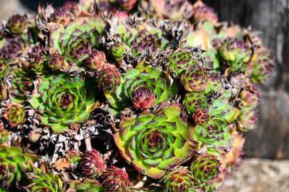 Čuvarkuća raste ispred kuće.