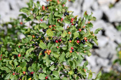 Bobice trušljike na grmu.Krušina ili obična krkavina. Frangula alnus.