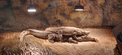 Aligatori Aligator u zoo vrtu