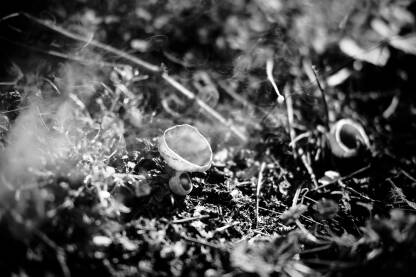 Gljive Medvjeđe uho Crno bijela fotografija gljiva