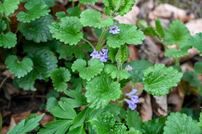 Puzava dobričica (Glechoma hederacea) raste u šumi.