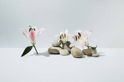 Bijelo-ružičasti orijentalni ljiljani i riječno kamenje na bijeloj pozadini.