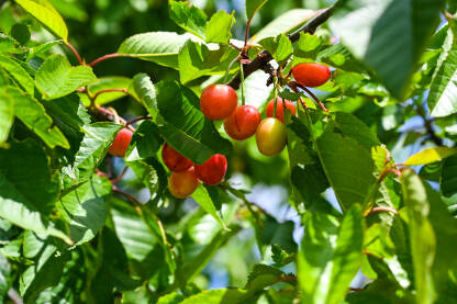 Mlade i poluzrele trešnje. Plodovi trešnje na drvetu u voćnjaku. Voćarstvo.