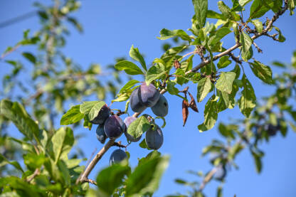Šljive na drvetu u voćnjaku. Zrele šljive spremne za branje. Voćarstvo.